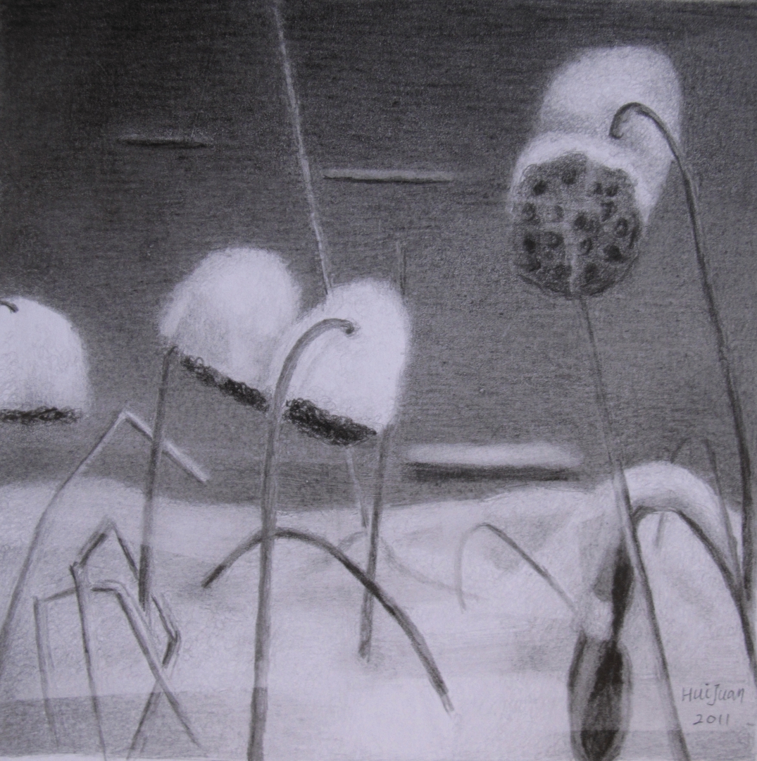 2, Snow Lotus 16x22 Pencil Drawing 2011