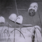 2, Snow Lotus 雪荷16x22.2011, Pencil Drawing 铅笔素描